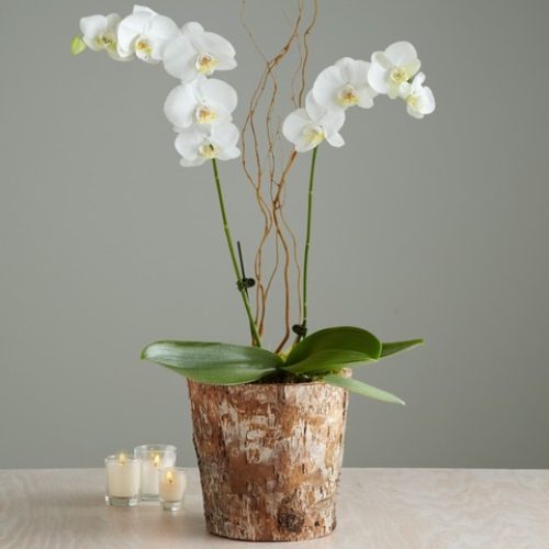 Flowering Orchids
